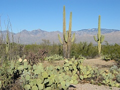 122 Saguaro National Park